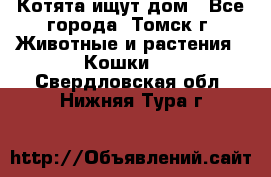 Котята ищут дом - Все города, Томск г. Животные и растения » Кошки   . Свердловская обл.,Нижняя Тура г.